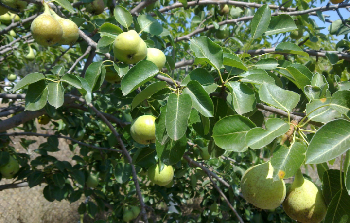 PEAR TREE