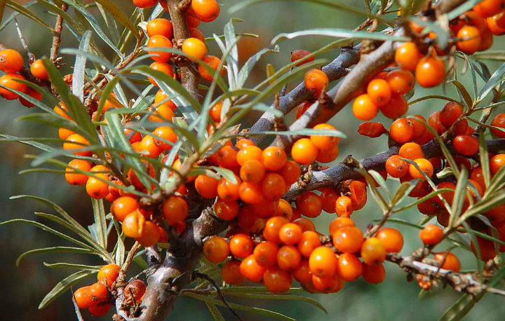 HIPPOPHAE