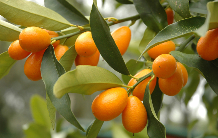 KUMQUAT