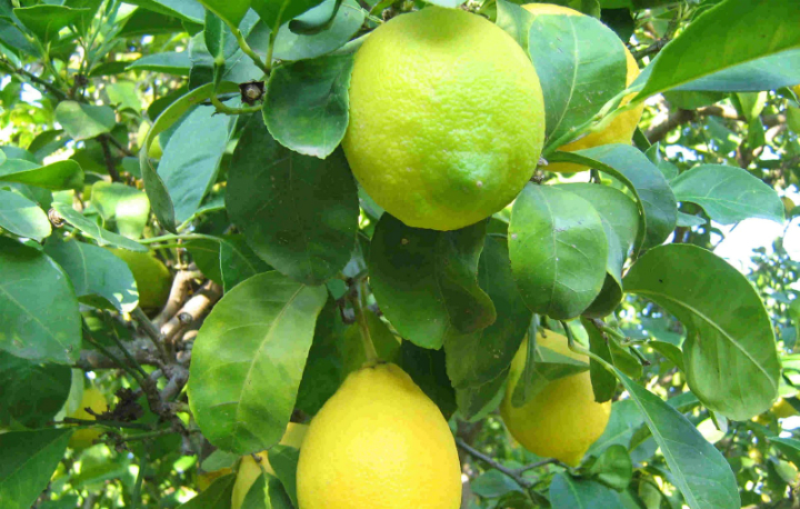 LEMON TREE