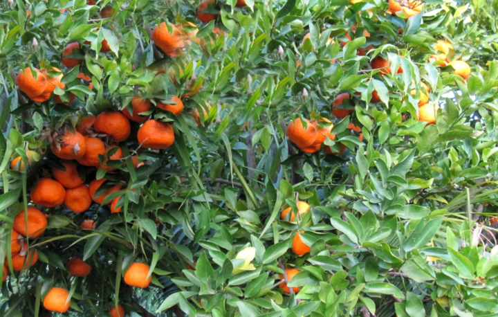 MANDARIN TREE