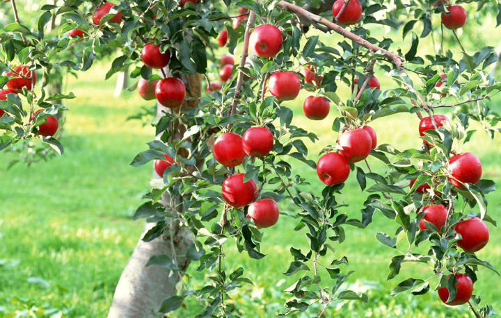 APPLE TREE