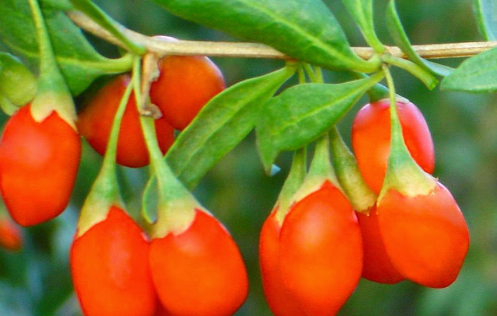 GOJI BERRY