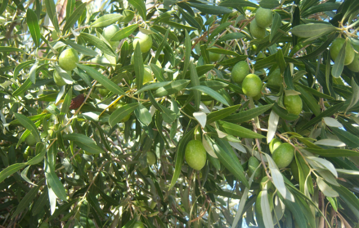 OLIVE TREE